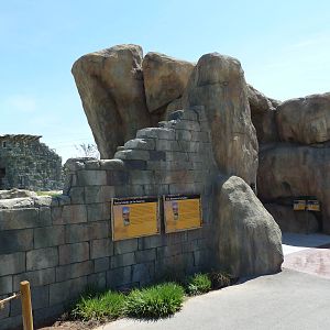 Lion Exhibit Wall - New Exhibit In 2010