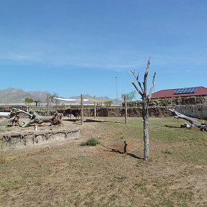 African Savanna - New Exhibit In 2010