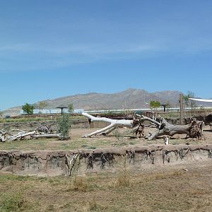 African Savanna - New Exhibit In 2010
