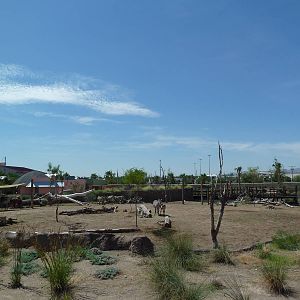 African Savanna - New Exhibit In 2010