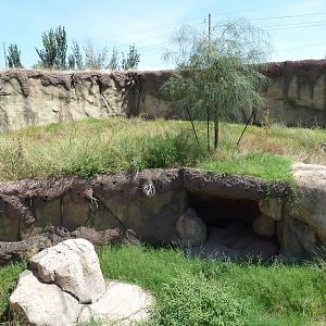 Red River Hog Exhibit - New Exhibit For 2011