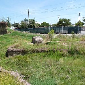 Red River Hog Exhibit - New Exhibit For 2011