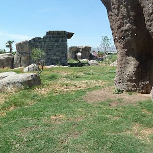 Lion Exhibit - New Exhibit In 2010