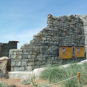 Lion Exhibit Wall - New Exhibit In 2010