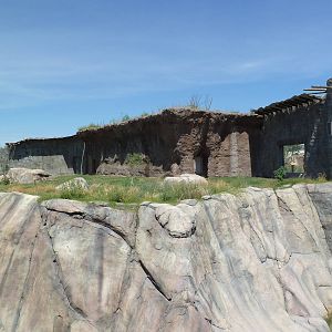 Lion Exhibit - New Exhibit In 2010