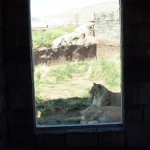 Lion Exhibit - New Exhibit In 2010