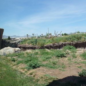 Lion Exhibit - New Exhibit In 2010