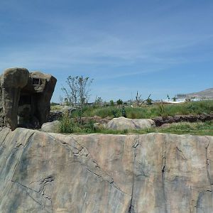 Lion Exhibit - New Exhibit In 2010
