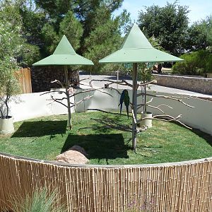 Americas - Macaw Exhibit