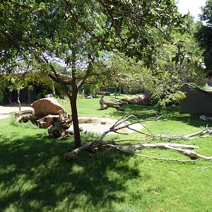 Americas - Guanaco/Rhea Exhibit