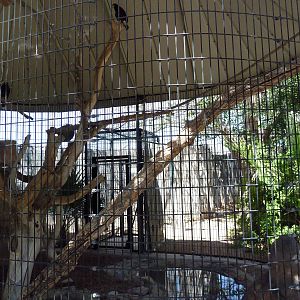 Americas - Harris' Hawk Exhibit