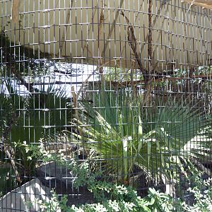 Americas - Barn Owl Exhibit