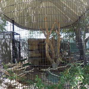 Americas - Swainson's Hawk Exhibit