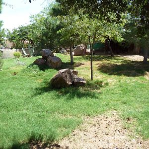 Americas - Peccary/Wild Turkey/Bolson Tortoise Exhibit