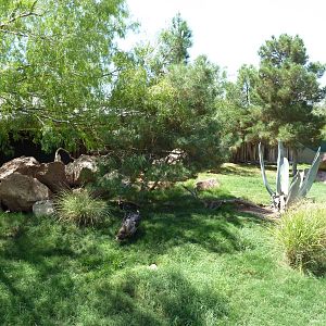 Americas - Peccary/Wild Turkey/Bolson Tortoise Exhibit