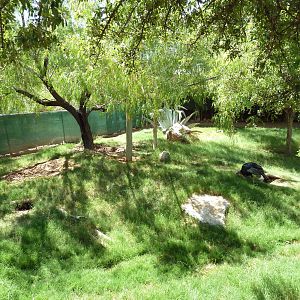 Americas - Peccary/Wild Turkey/Bolson Tortoise Exhibit