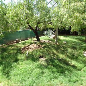 Americas - Peccary/Wild Turkey/Bolson Tortoise Exhibit