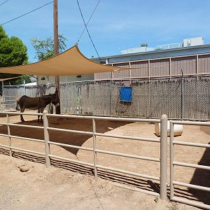 Americas - Mexican Burro Exhibit