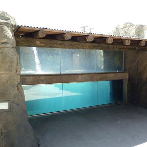 Americas - California Sea Lion Exhibit