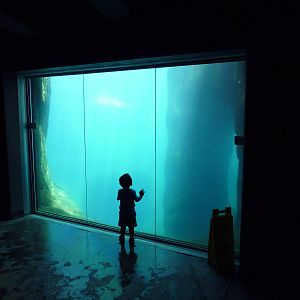 Americas - California Sea Lion Exhibit