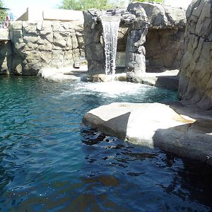 Americas - California Sea Lion Exhibit