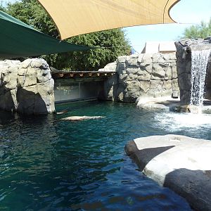 Americas - California Sea Lion Exhibit