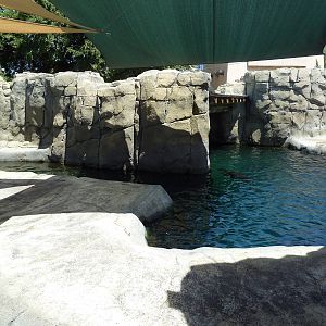 Americas - California Sea Lion Exhibit