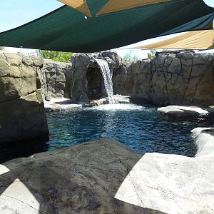 Americas - California Sea Lion Exhibit