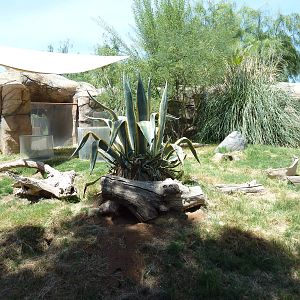 Americas - Prairie Dog Exhibit