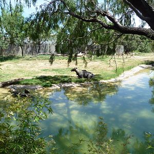 Asia - Nilgai/Blackbuck Exhibit