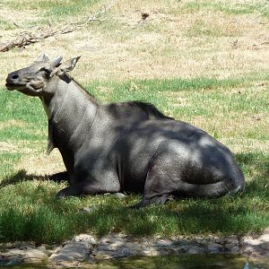 Asia - Nilgai