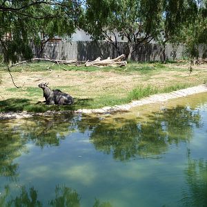 Asia - Nilgai/Blackbuck Exhibit