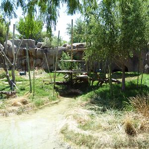 Asia - Sun Bear Exhibit
