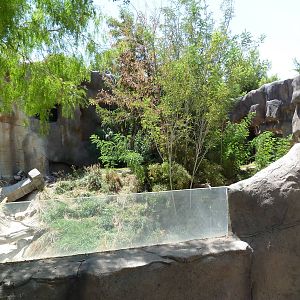Asia - Malayan Tiger Exhibit
