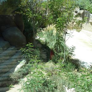 Asia - Malayan Tiger Exhibit
