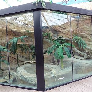 Asian Forest Complex - Sand Cat Exhibit