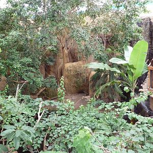 Asian Forest Complex - Walk-Through Aviary