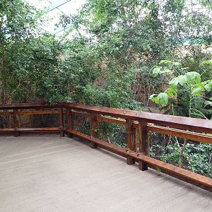 Asian Forest Complex - Walk-Through Aviary