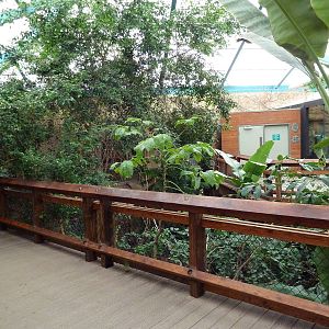 Asian Forest Complex - Walk-Through Aviary