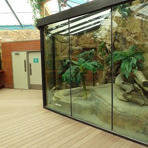 Asian Forest Complex - Sand Cat Exhibit