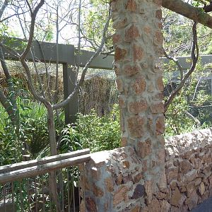 Asia - Lion-Tailed Macaque Exhibit