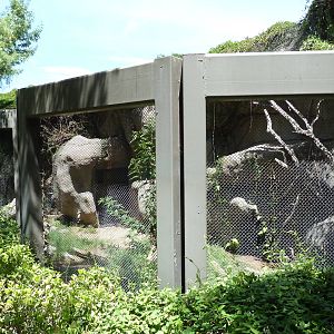 Asia - Amur Leopard Exhibit