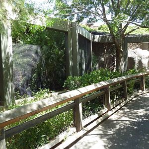 Asia - Amur Leopard Exhibit