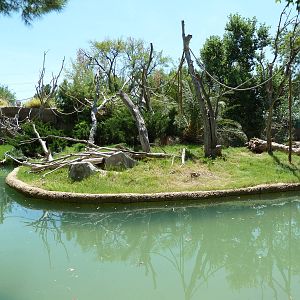 Asia - Siamang Island