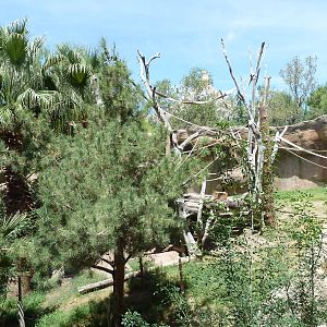 Asia - Sumatran Orangutan Exhibit