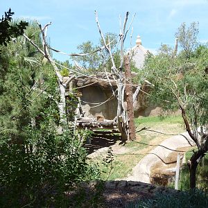 Asia - Sumatran Orangutan Exhibit