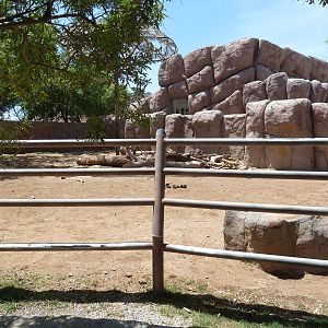 Asia - Elephant Presentation Yard