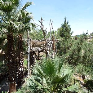 Asia - Sumatran Orangutan Exhibit