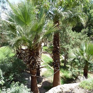 Asia - Sumatran Orangutan Exhibit
