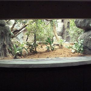 South American Pavilion - Geoffrey's Marmoset Exhibit